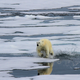 Illustration for article titled As Sea Ice Shrinks, Polar Bears Are Moving Farther North
